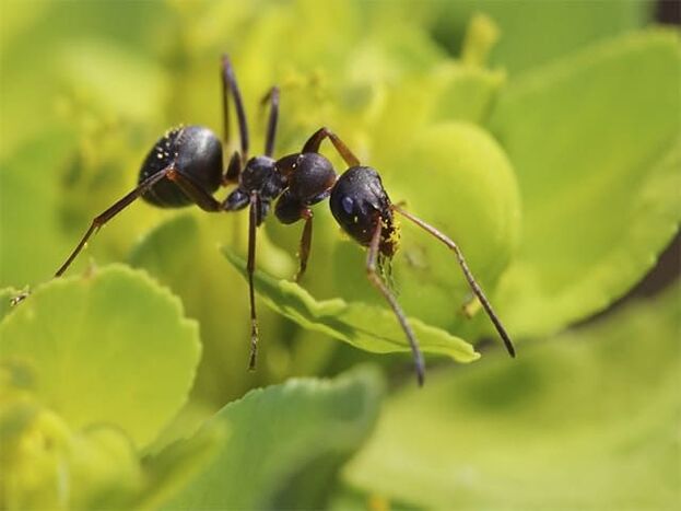 mravenci proti prostatitidě