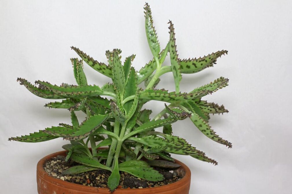 Kalanchoe pro léčbu prostatitidy