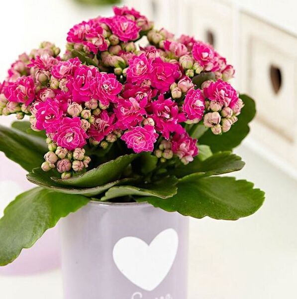 Kalanchoe pro léčbu prostatitidy