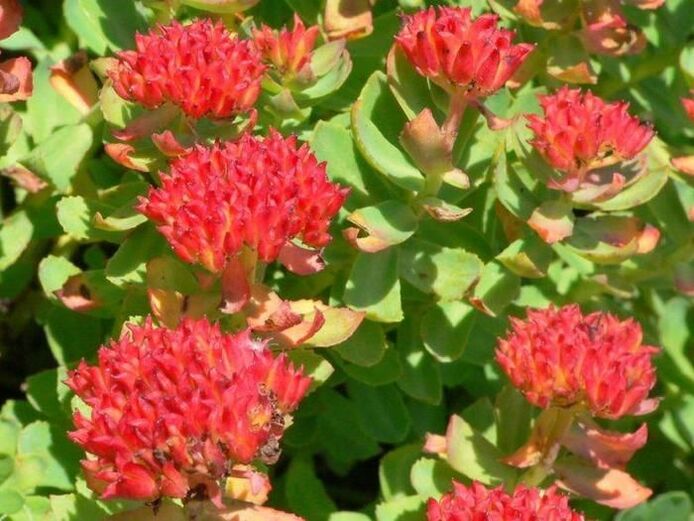 Rhodiola rosea pro léčbu prostatitidy